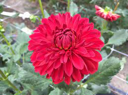 Pin On Dahlias