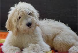 Teacup goldendoodle and mini goldendoodle puppies for sale. Goldendoodle Puppies By Moss Creek Goldendoodles In Florida English Goldendoodle Puppies