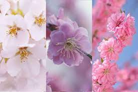 桜 桃 梅 の違いがもう混乱しない 見分け方 花びら 開花時期 花言葉 花言葉 開花 花びら