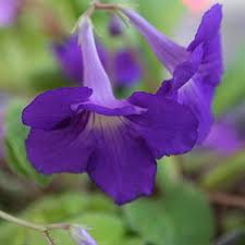 Image result for Streptocarpus eylesii