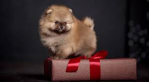 I am an adorable pomsky puppy. Teacup Pomeranian Breed Information Puppy Costs More