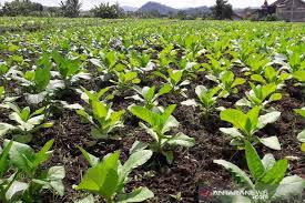 Nah demikianlah 3 jenis tanah yang paling bagus untuk menanam tembakau. Luas Tanaman Tembakau Di Temanggung Turun 4 600 Hektare Antara Jateng