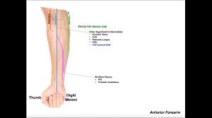 Lateral half of the fdp that supply the second and third digits, flexor pollicis longus (fpl), and pronator quadratus. Organize Anterior Forearm Muscle Innervation Youtube