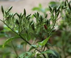 Image result for Capsicum frutescens