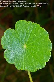 Image result for Hydrocotyle bonariensis