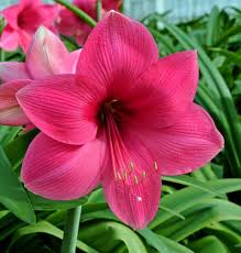 Jumbo Amaryllis Lagoon