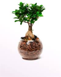 Uzun uğraş gerektirmeyen bonsai ağacı bakımı için sulamaya da dikkat edilmesi şart. Ficus Bonsai Bakimi Yasam Kosullari Ve Fiyati Ficus Bonsai Satin Al