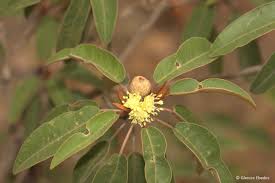 Image result for Croton gratissimus