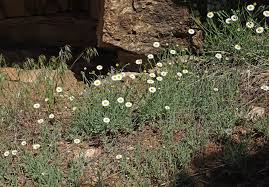 Image result for Erigeron steudelii