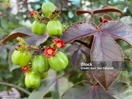 Image result for Jatropha gossypiifolia