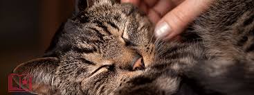 Medication for cats including uses, administration, pharmacokinetics, precautions, adverse reactions and more. Me Oww Managing Chronic Feline Pain Today S Veterinary Nurse