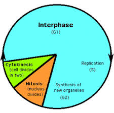 The nation's largest specialty lighting retailer. 3 Stages Of Cell Cycle Gcse Slide Share