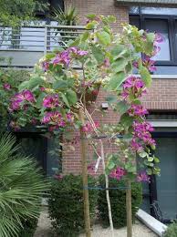 Hong Kong Orchid Tree Orchid Tree Tropical Landscaping Purple Garden