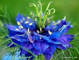Pin On Flowers