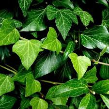 アイビーの育て方と剪定方法は 植え替えの時期と枯れる原因もご紹介 暮らし の