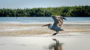 Ge238325 virtual international authority file: Sulina Das Biospharenreservat Am Donaudelta