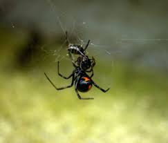 But just how dangerous are they and what do you need to know about them? How To Protect Your Pet From Dangerous Spiders