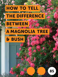 Learn How To Tell The Difference Between A Magnolia Tree Bush How To Guides Tips And Tricks Magnolia Trees Facts About Plants Ocean Plants