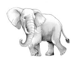 Big elephant in the savanna. Cartoon Elephant Coloring Page Stock Illustrations 957 Cartoon Elephant Coloring Page Stock Illustrations Vectors Clipart Dreamstime