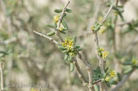 Image result for Coelachyrum