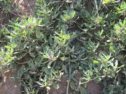 Image result for Sebaea pentandra