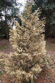 We recently moved to lafayette and planted five 6 foot arborvitaes back in early june. Trees Not Looking Too Healthy
