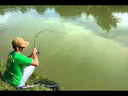 Kolam air tawar kuala lumpur kolam pancing joran terjun penghujung kampung kemensah (belakang zoo negara hulu klang) selangor (bersebelahan kolam air panas) no.tel: Kolam Pancing Sebare Beranang Selangor Youtube