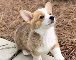 Corgi puppies for adoption from your local minnesota animal shelter usually cost less than getting one from a specialized corgi dog breeder. Corgi Puppy The Complete Guide Happydoggo