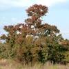 Explora 105 fotografías e imágenes de stock sobre umbrella thorn acacia o realiza una nueva. Https Encrypted Tbn0 Gstatic Com Images Q Tbn And9gcqzlzdgluxrpdliexpfebomjlchm4 9dzl9jyptrkykvn3c4wft Usqp Cau