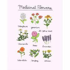 We did not find results for: Hand Drawn Medicinal Flowers Art Print Drifter Organics Healing Flowers Flower Art Flower Chart