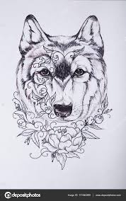 wolf sketch in the chart on white background stock photo