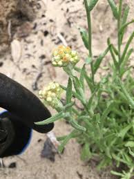 Image result for Pseudognaphalium luteo-album