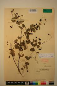 Image result for Helinus integrifolius