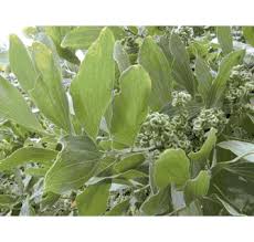 Image result for Acacia mangium