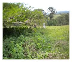 Image result for Phyllanthus pseudoniruri