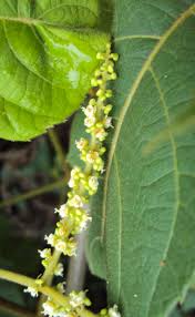 Image result for Allophylus