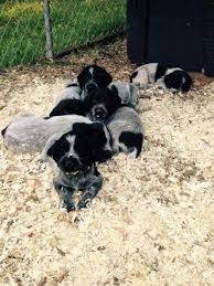 Mum is our own 3/4 german wirehaired pointer 1/4 labrador, dad is pure labrador and both parents are excellent dogs that are good with children, livestock and other dogs. German Wirehaired Pointer Puppies For Sale In Backus Minnesota Classified Americanlisted Com