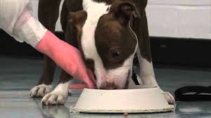 1) when my dog meets a stranger for the first time, he will stare into their eyes in an attempt to. Food Aggression Center For Shelter Dogs