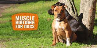 Bechewy is dedicated to helping you keep your pets happy and healthy. Muscle Building For Dogs Strategies Nutrition Exercising Diet Faqs