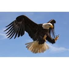 Maybe you would like to learn more about one of these? Gambar Burung Elang
