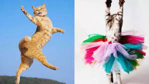 Jangan pertemukan kucing dengan hewan ini, begini reaksinya.!! Gemesnya 12 Potret Kucing Sedang Berdansa Tubuh Mungilnya Meliuk Luwes Bak Balerina