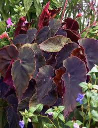 Begonie 39 Gene Daniels 39 House Plants Begonia Plants