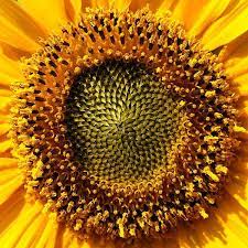 Sonnenblume Helianthus Annual Plants Plants Flower Store