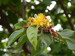Image result for Grewia flavescens