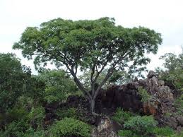 Image result for Kirkia