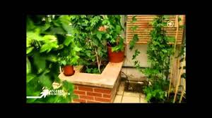 Ulrike lindner moderiert heute aus dem garten „bosvigo am staudengärtnerei gaissmayer, illertissen ulrike lindner moderiert heute aus der traditionsreichen. Die Passionsblume Ard Ratgeber Heim Garten Youtube