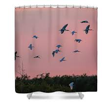 Ibsis birds flying in to roost end of day Greeting Card by Dan Friend