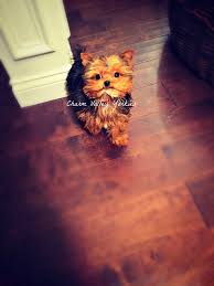 Teacups, puppies & boutique® specializes in teacup & toy puppies since 1999! Charm Valley Yorkies Yorkshire Terrier Breeder Cleveland Ohio