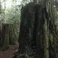 Trees, Sea, and Marbled Murrelets with the Salish event image