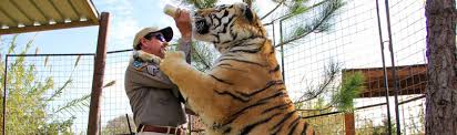 Sue ogrocki, file/ap filed under cancer , joe exotic , netflix , tiger king , tv shows , 5. Why Are We Rooting For Tiger King S Joe Exotic Frieze